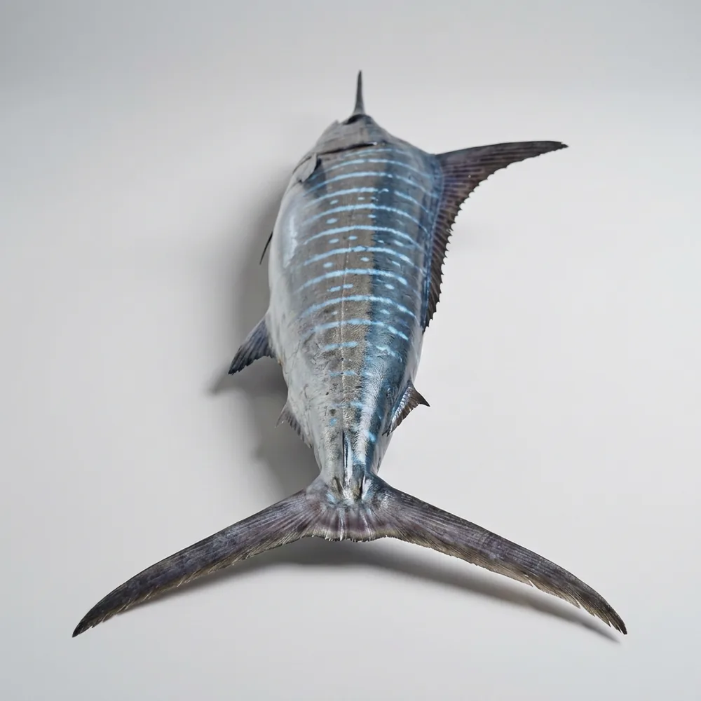 Marlin striato — 3/4 dietro