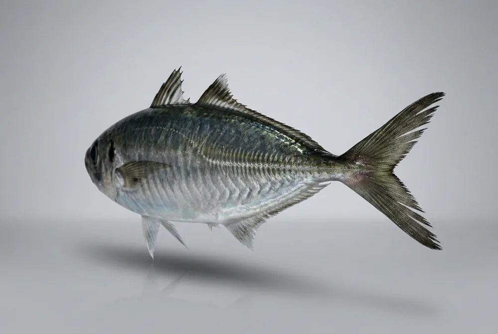 Sugarello — 3/4 dietro