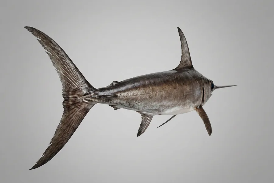 Pesce spada — 3/4 dietro