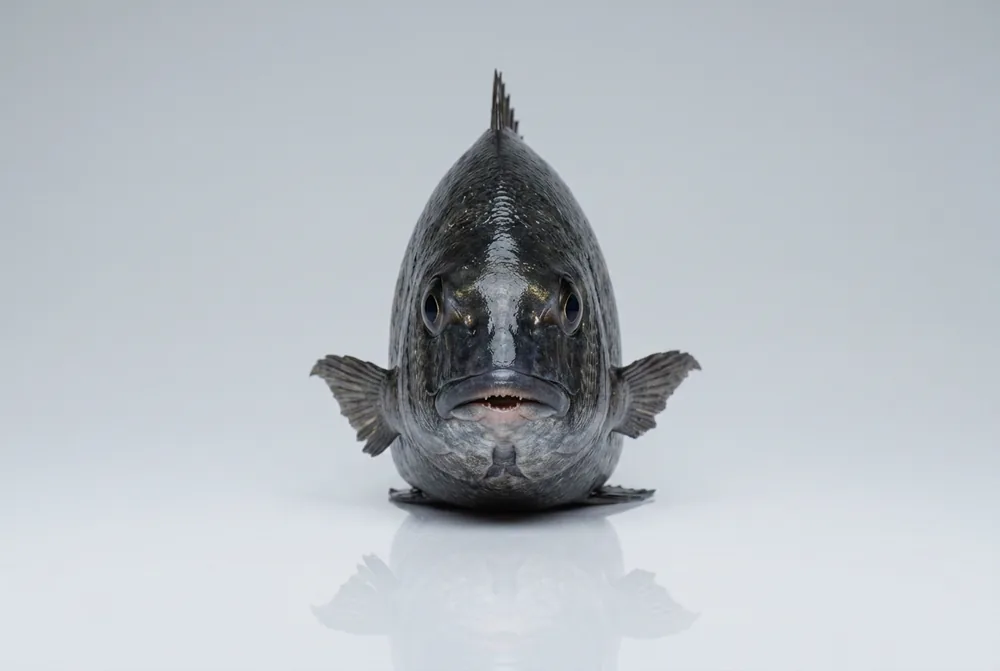 Tanuta / Sarago testa nera — Frontale