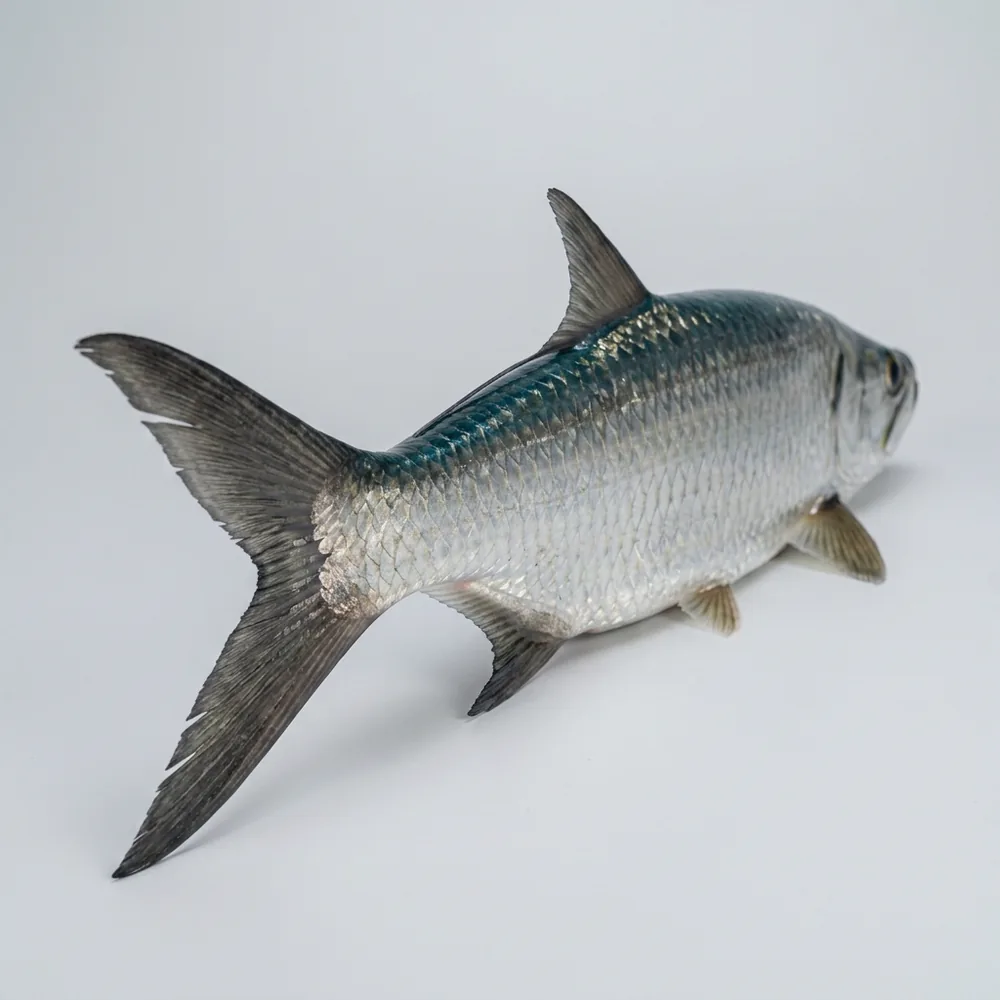 Tarpon — 3/4 dietro