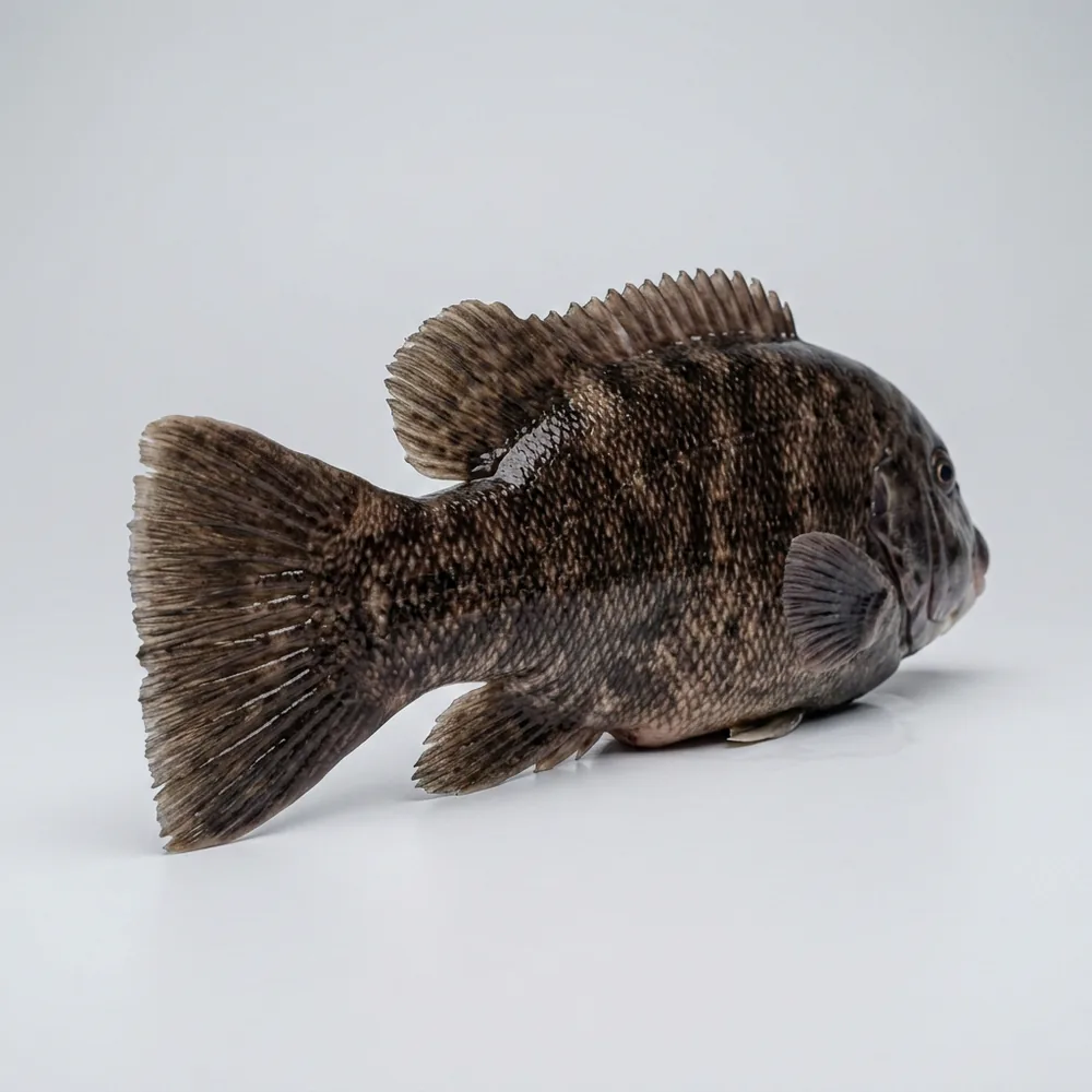 Tautog — 3/4 dietro
