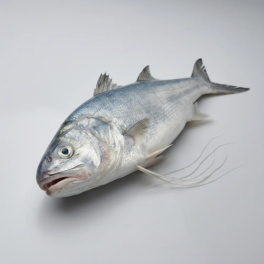 Salmone filamentoso — 3/4 avanti