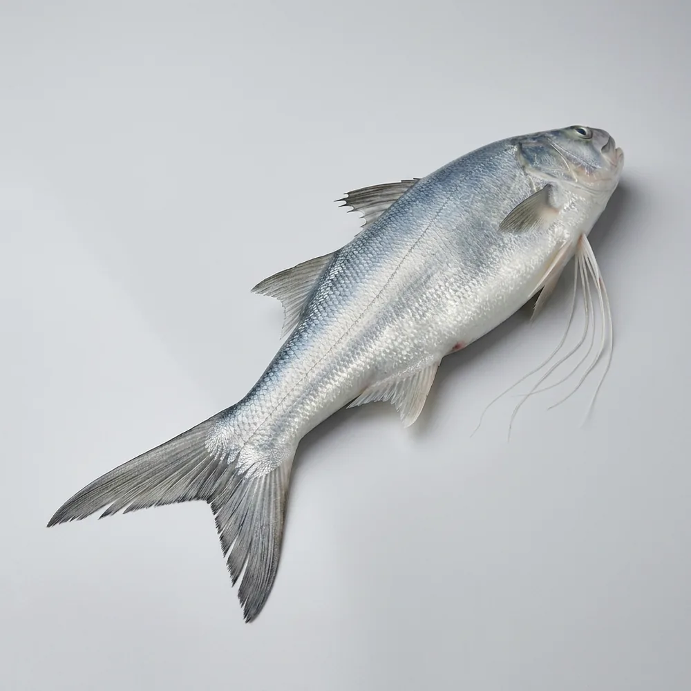 Salmone filamentoso — 3/4 dietro