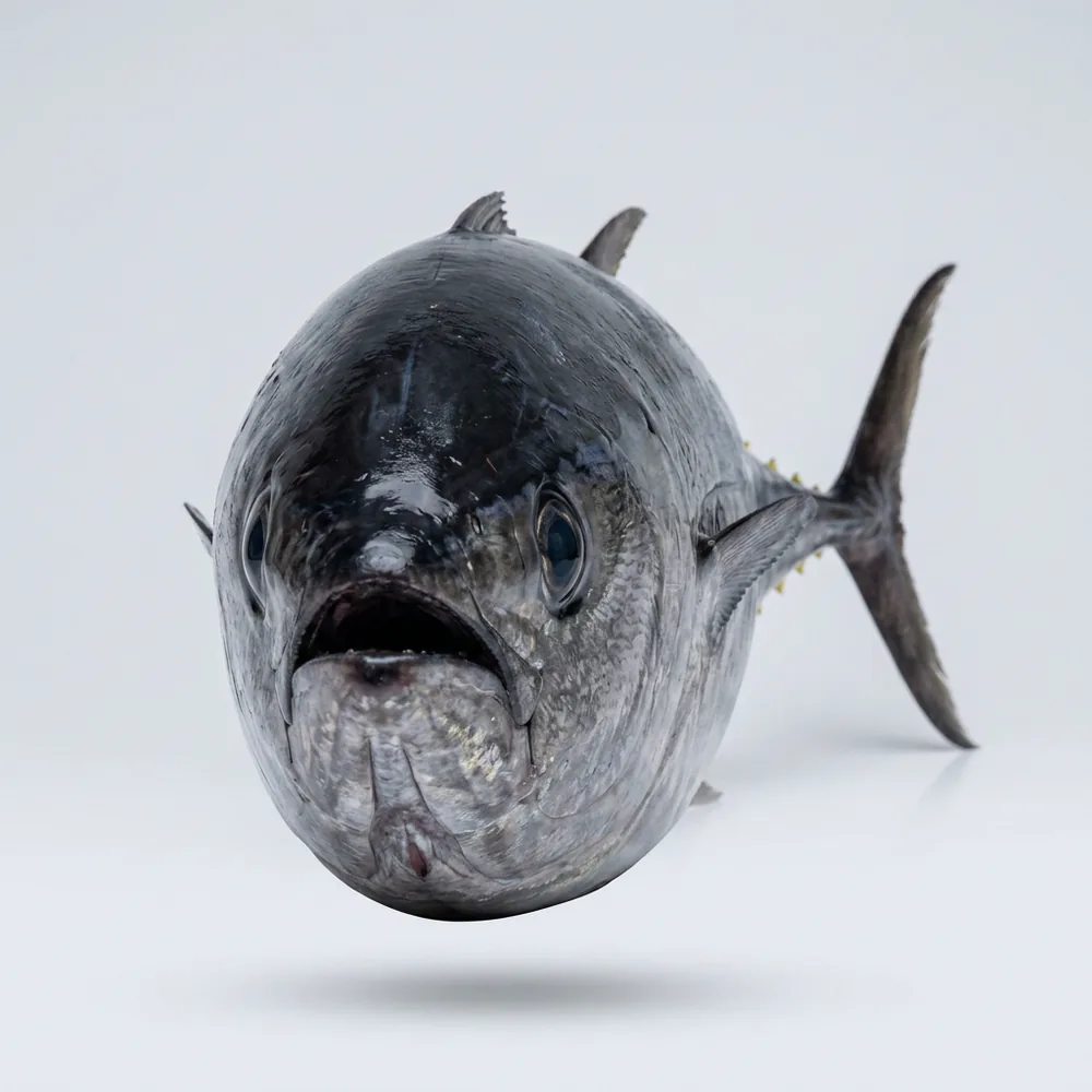 Tonno pinna blu del Pacifico — Frontale