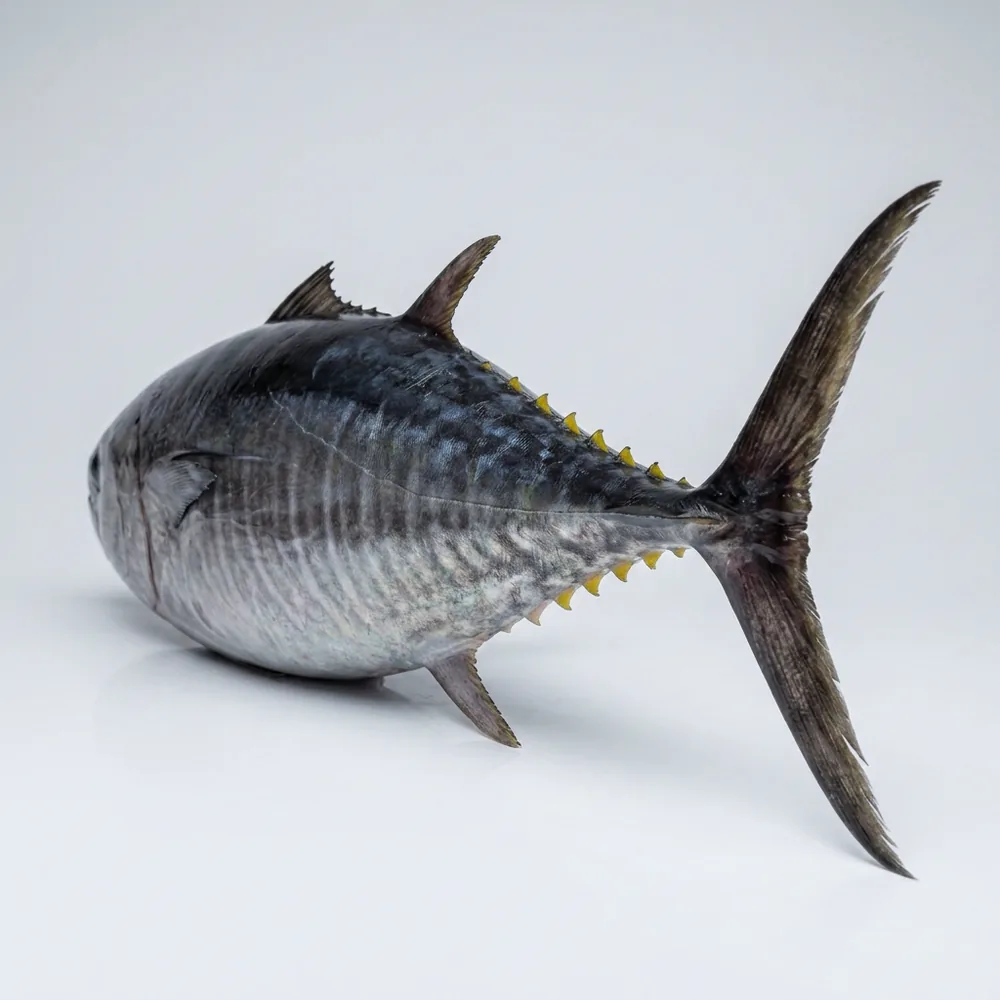 Tonno pinna blu del Pacifico — 3/4 dietro