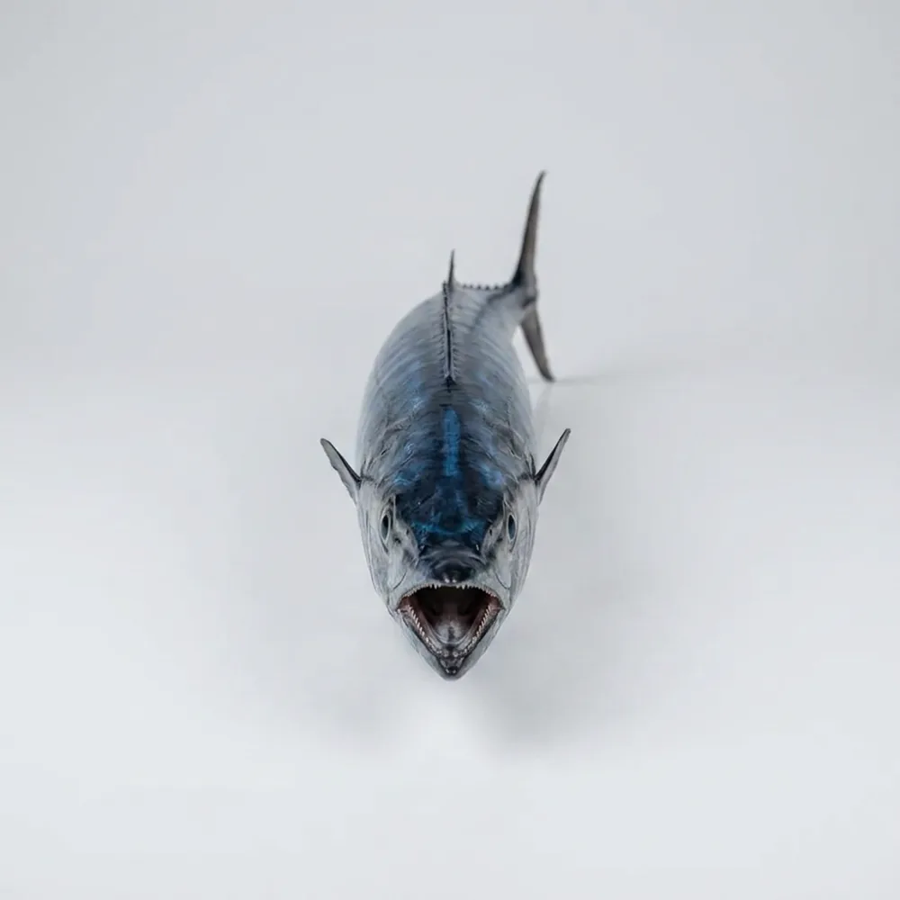 Wahoo — Frontale