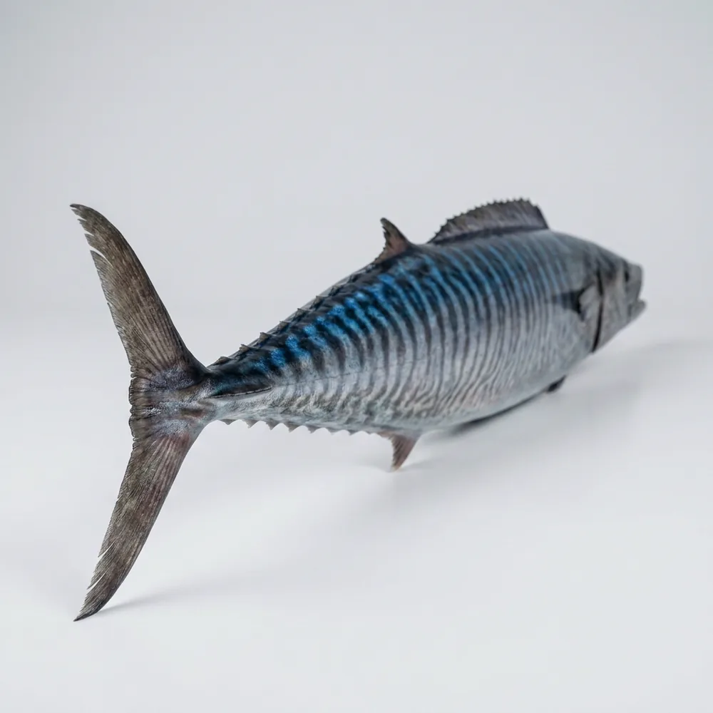 Wahoo — 3/4 dietro