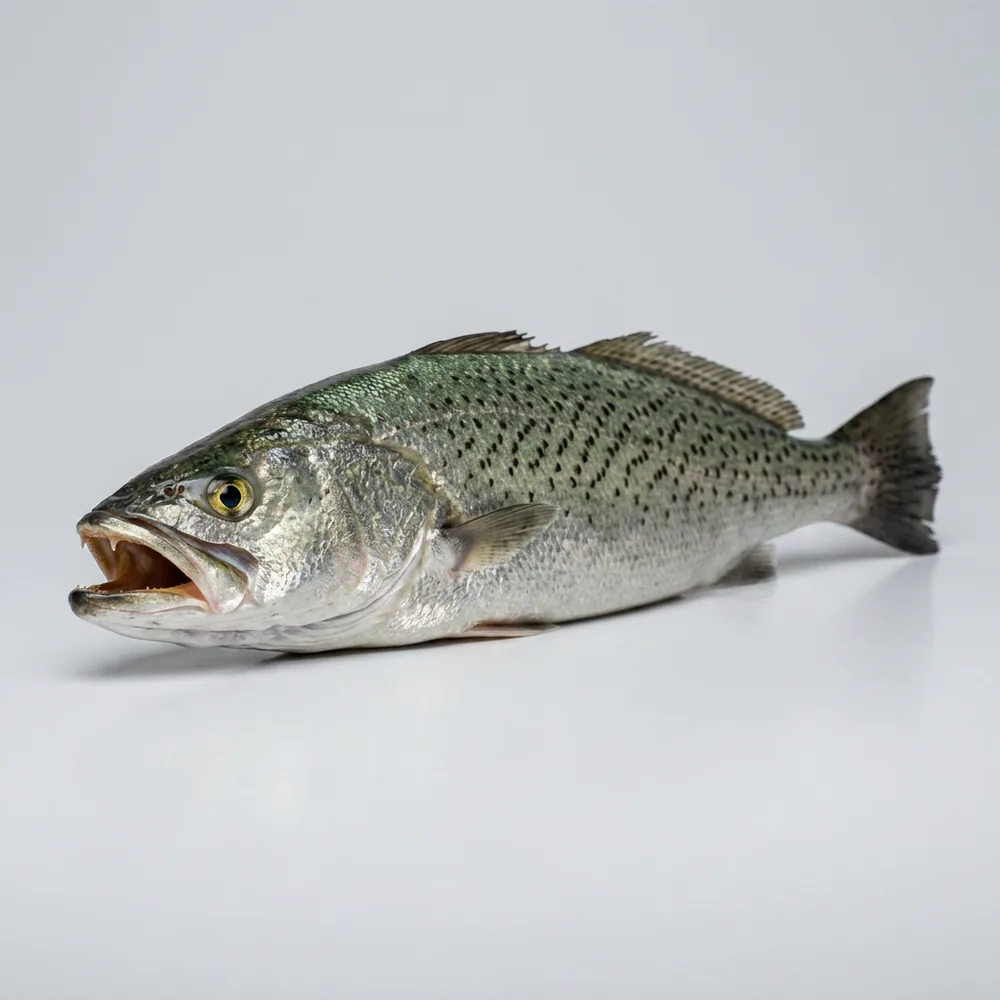 Weakfish — 3/4 avanti