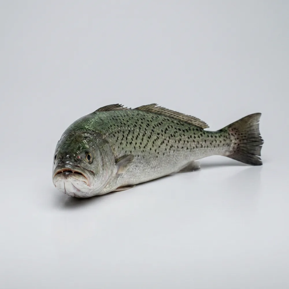 Weakfish — Frontale