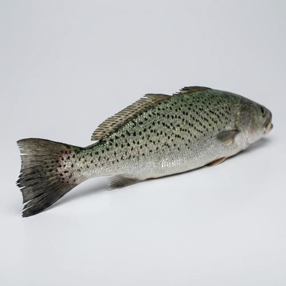 Weakfish — 3/4 dietro