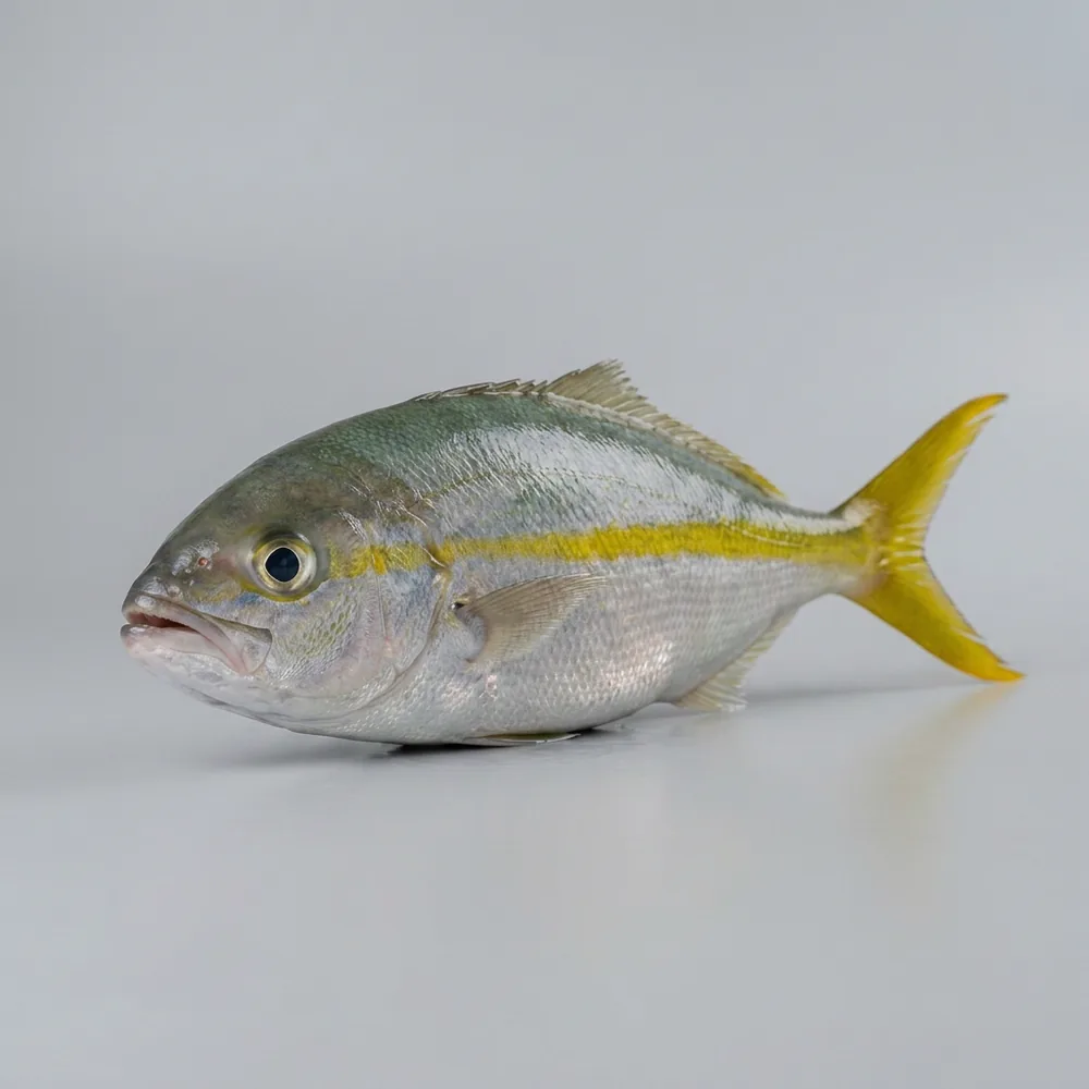 Yellowtail snapper — 3/4 avanti
