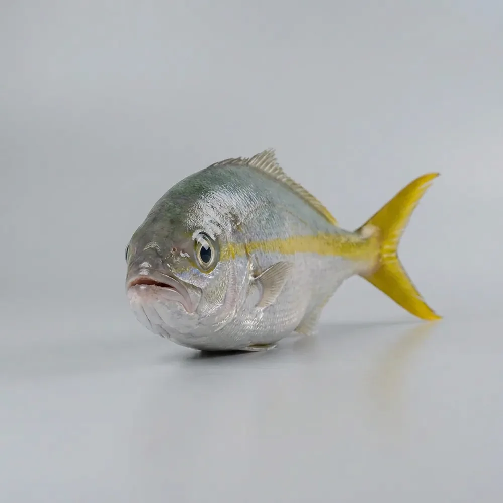 Yellowtail snapper — Frontale