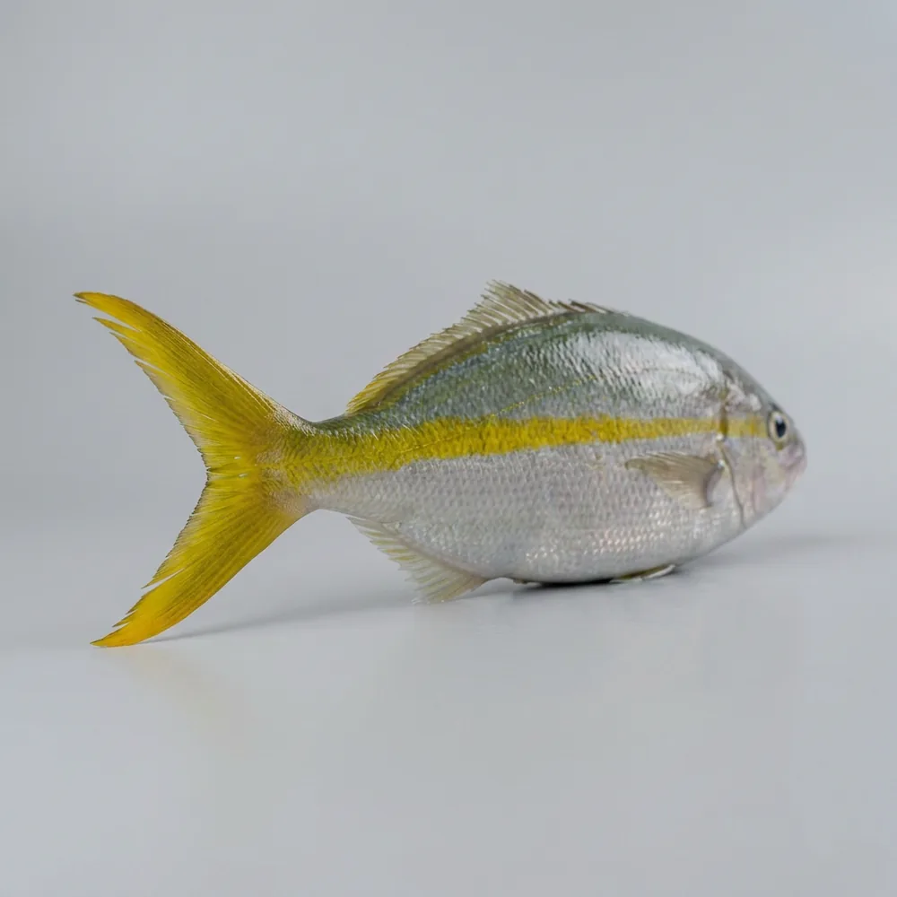 Yellowtail snapper — 3/4 dietro